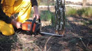 Professional Tree Services in Versailles, KY